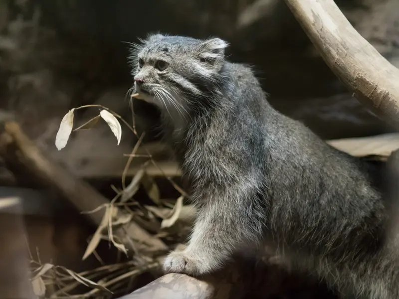 恩賜上野動物園のクリョンの写真