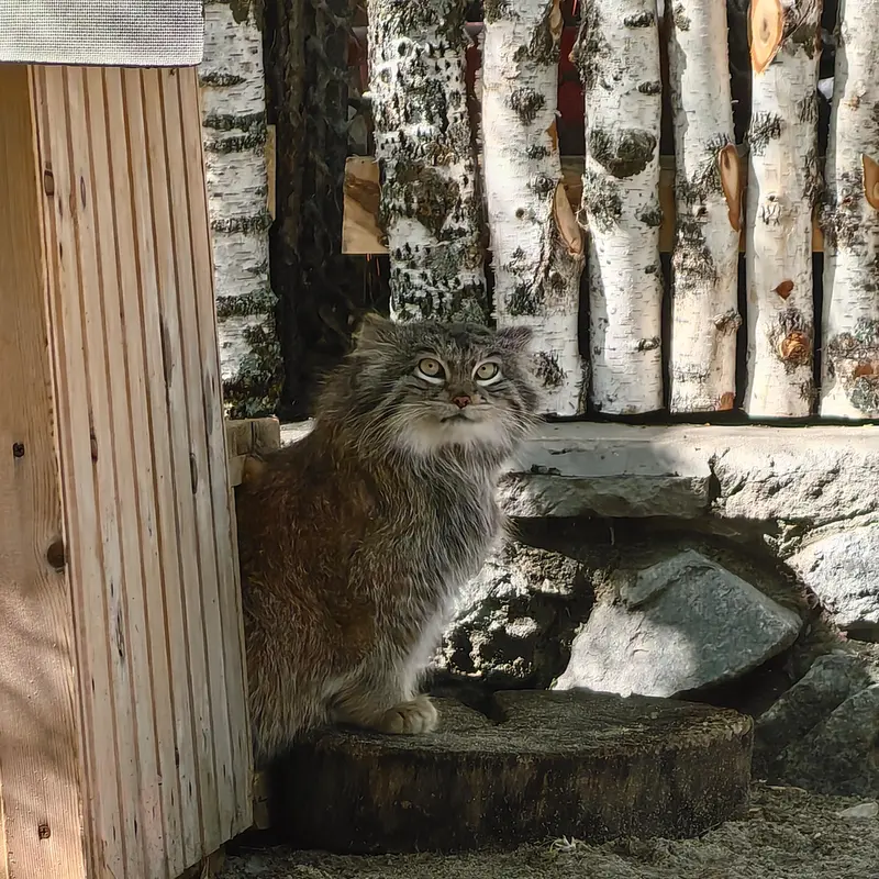 ノヴォシビルスク動物園のスネジンカの写真