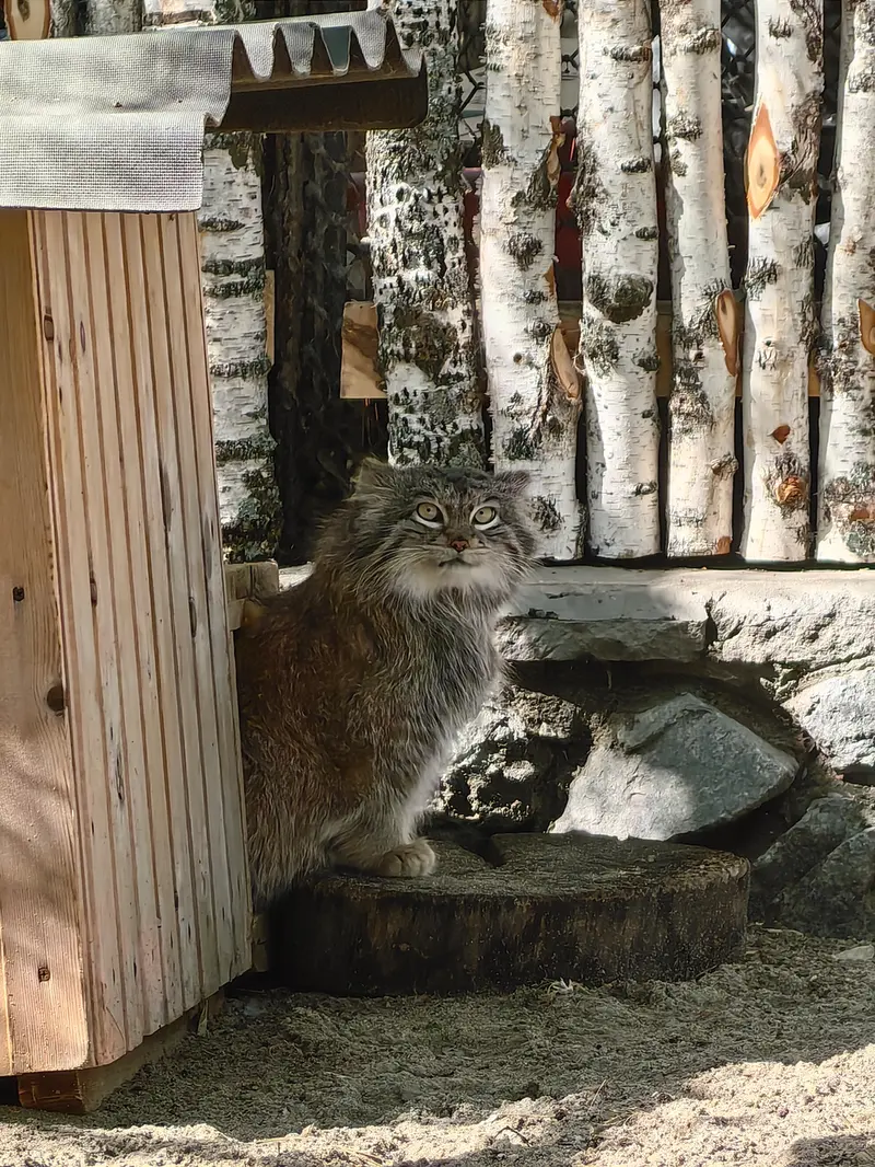 ノヴォシビルスク動物園のスネジンカの写真