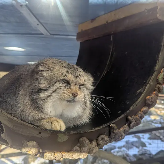 ミル・マウンテン動物園のノルブの写真