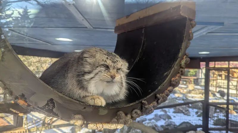 ミル・マウンテン動物園のノルブの写真