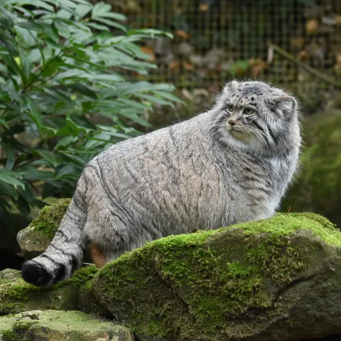 ロッテルダム動物園のノルブの写真