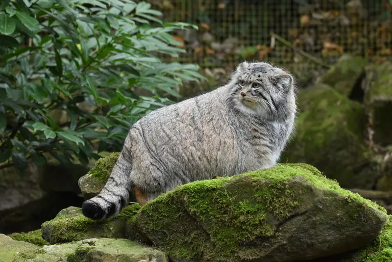 ロッテルダム動物園のノルブの写真