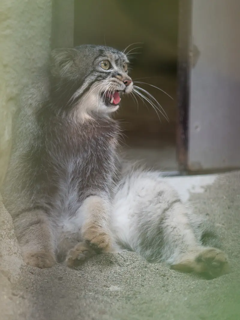 野毛山動物園のフィーガの写真
