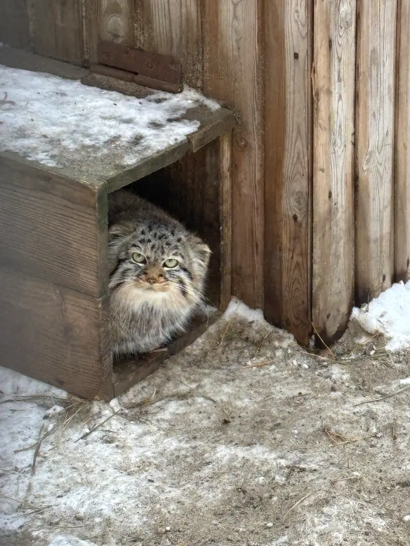 ノヴォシビルスク動物園のガビの写真