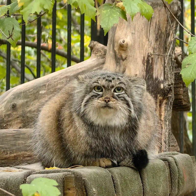 ノヴォシビルスク動物園のアーニャの写真