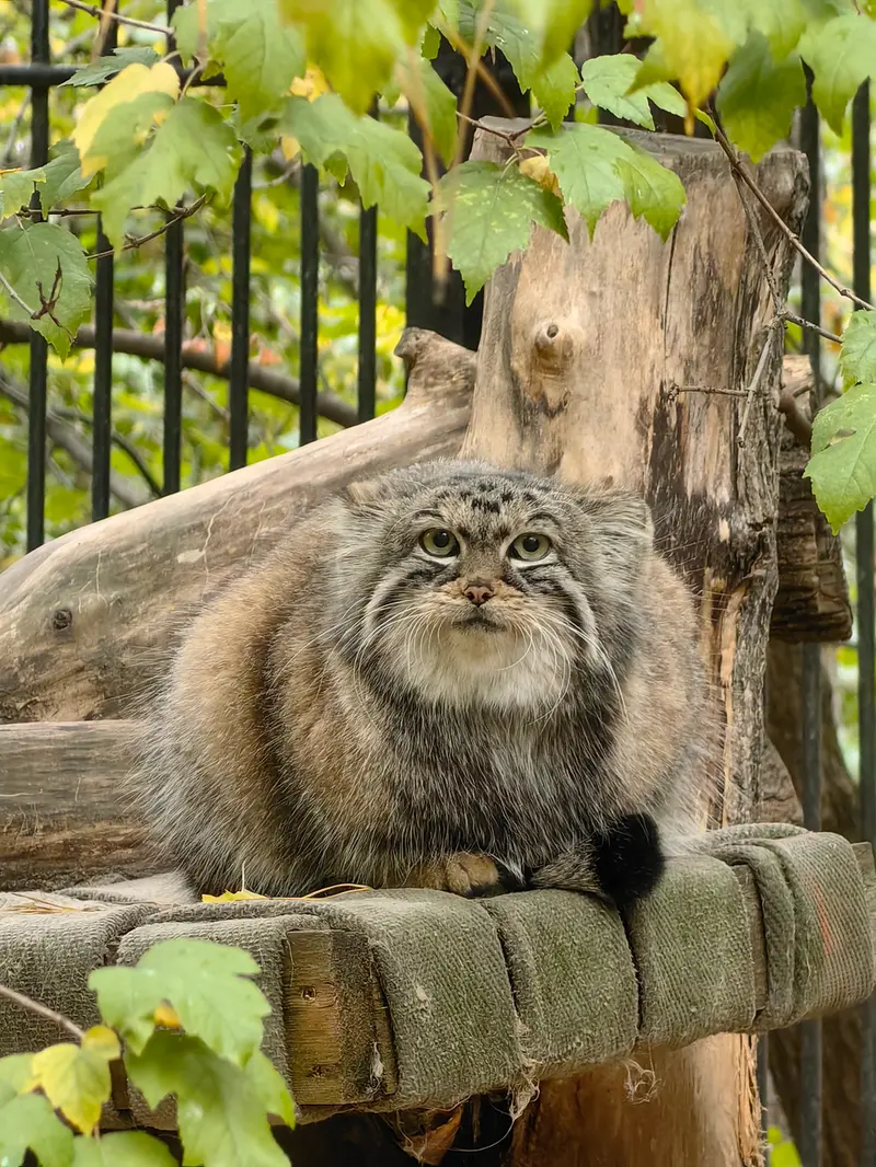 ノヴォシビルスク動物園のアーニャの写真
