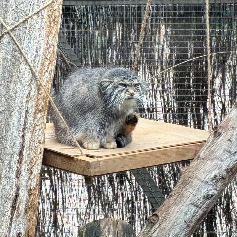 タリン動物園のアルタニの写真