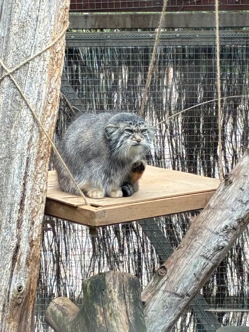 タリン動物園のアルタニの写真