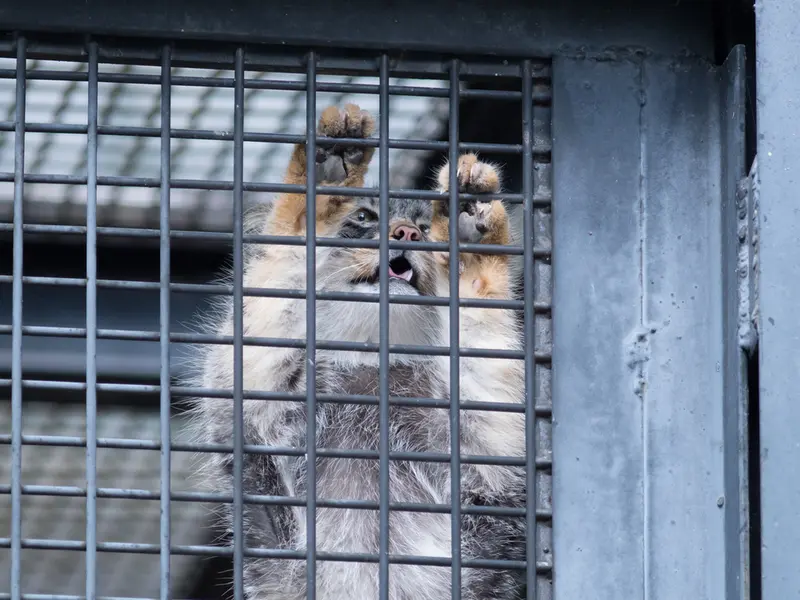 旭山動物園のヒデの写真