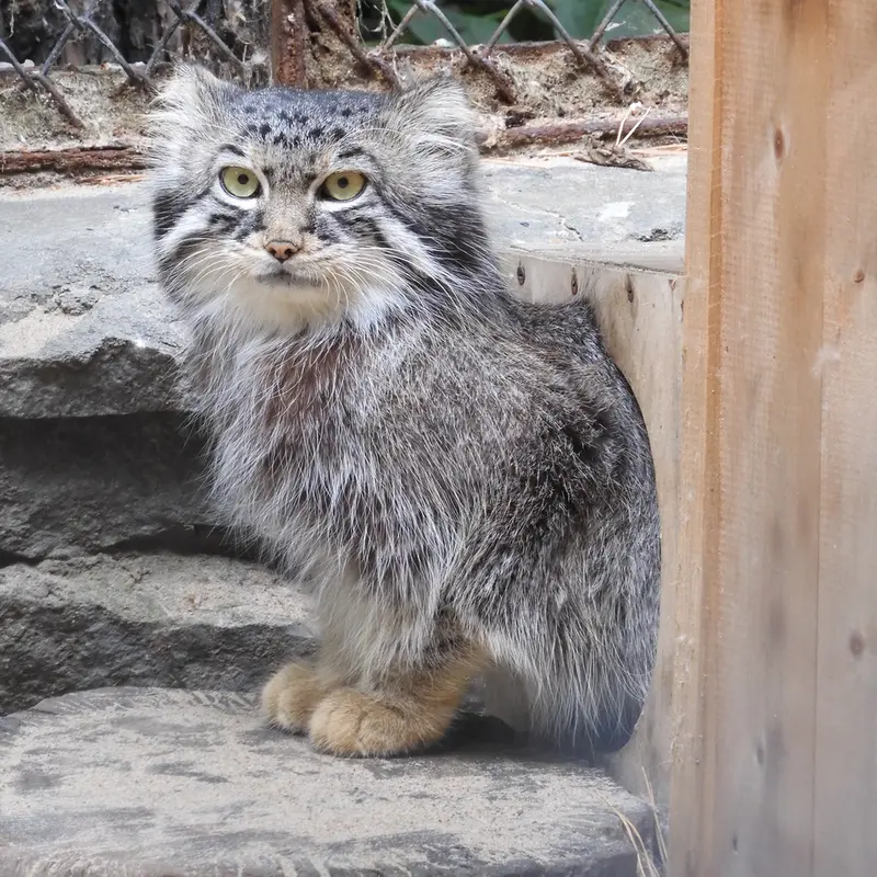 ノヴォシビルスク動物園のルフの写真