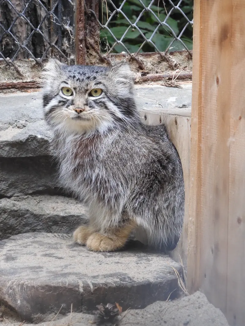 ノヴォシビルスク動物園のルフの写真