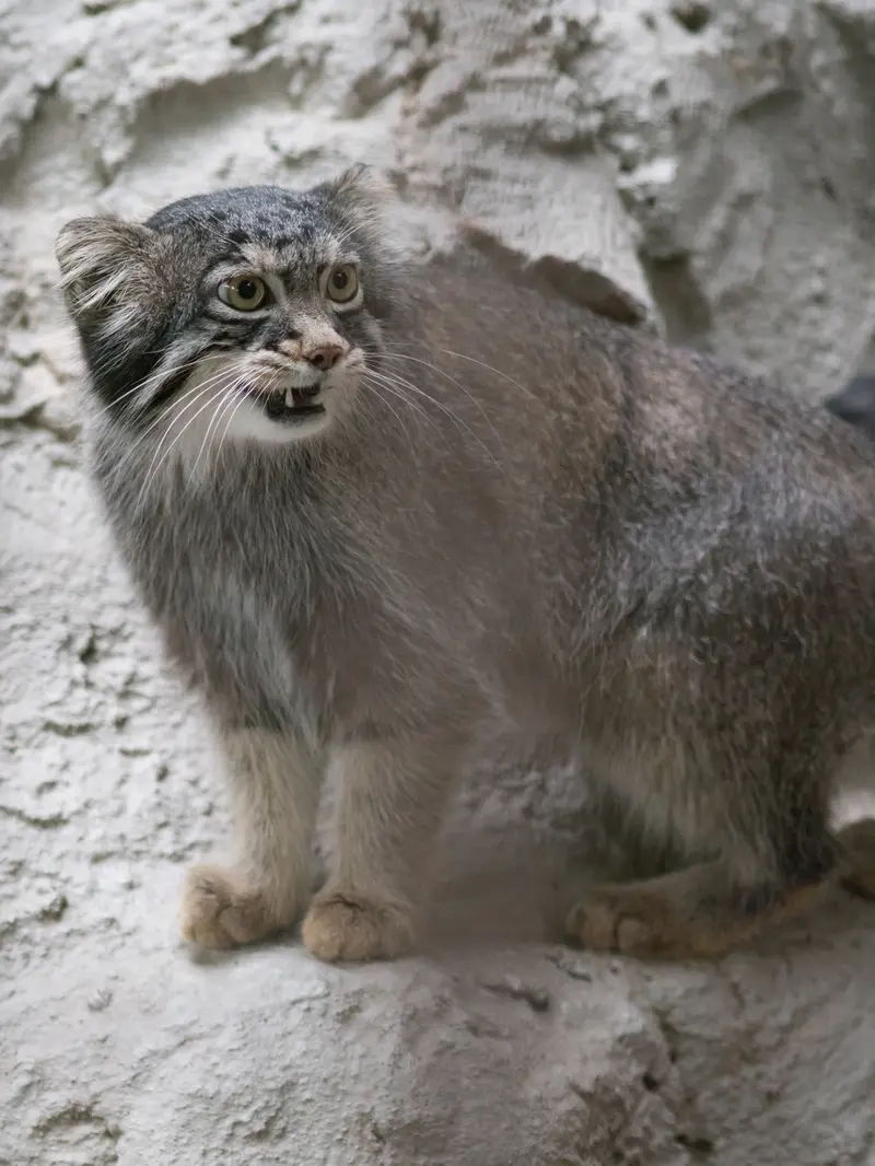 野毛山動物園のフィーガの写真
