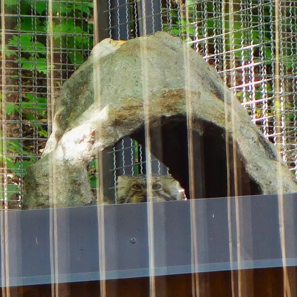 リトアニア動物園のメリッサの写真