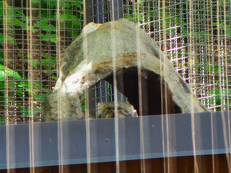 リトアニア動物園のメリッサの写真