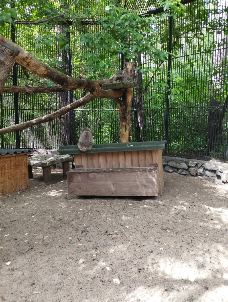ノヴォシビルスク動物園のマヌルネコの写真