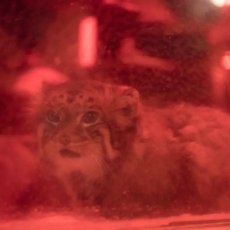 恩賜上野動物園のナイマの写真