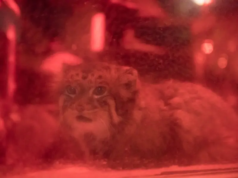 恩賜上野動物園のナイマの写真