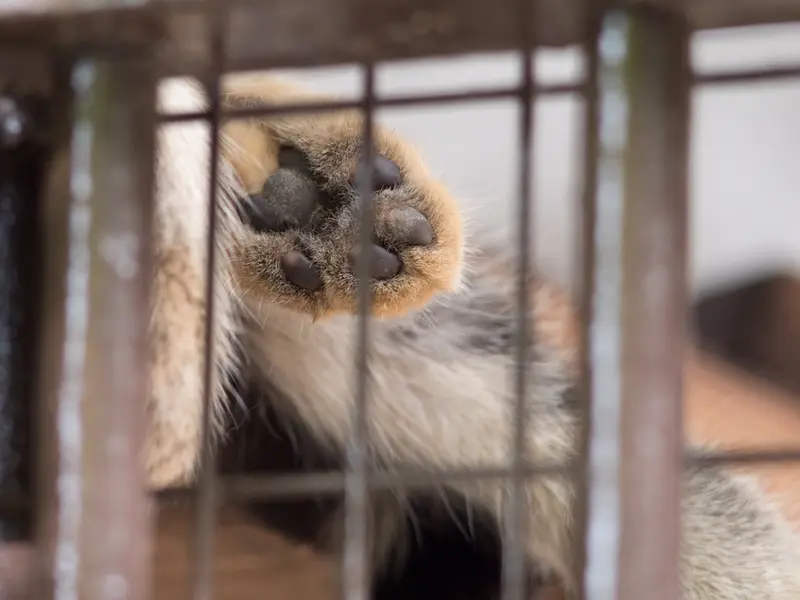 野毛山動物園のフィーガの写真