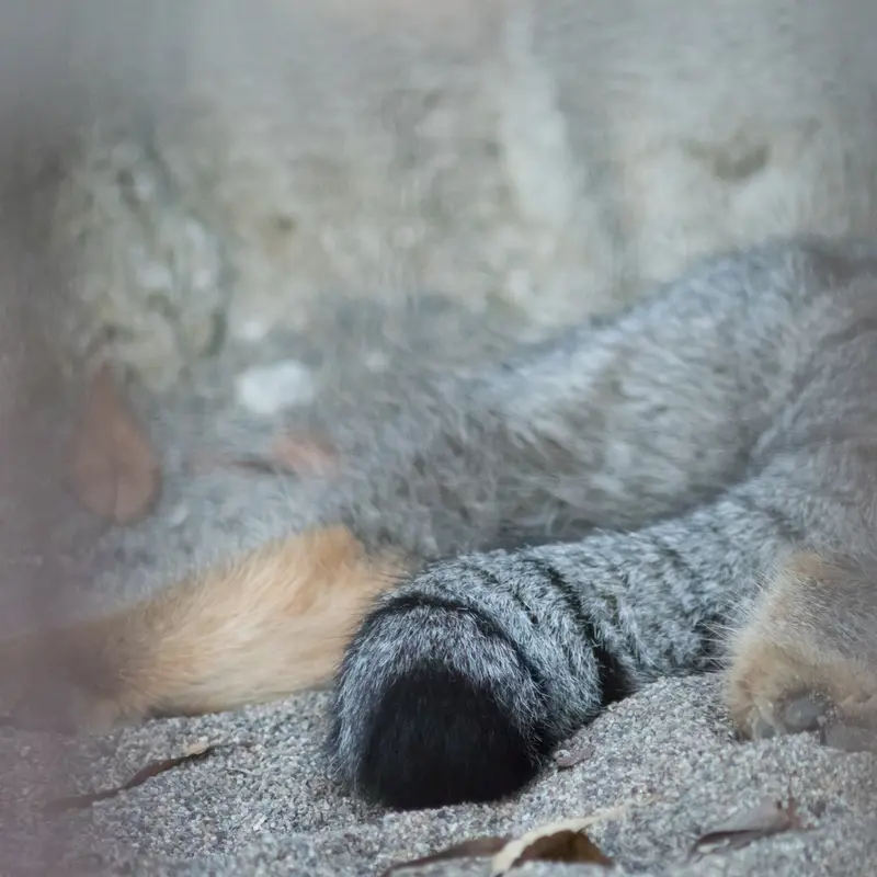野毛山動物園のフィーガの写真