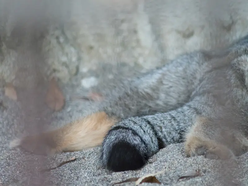 野毛山動物園のフィーガの写真
