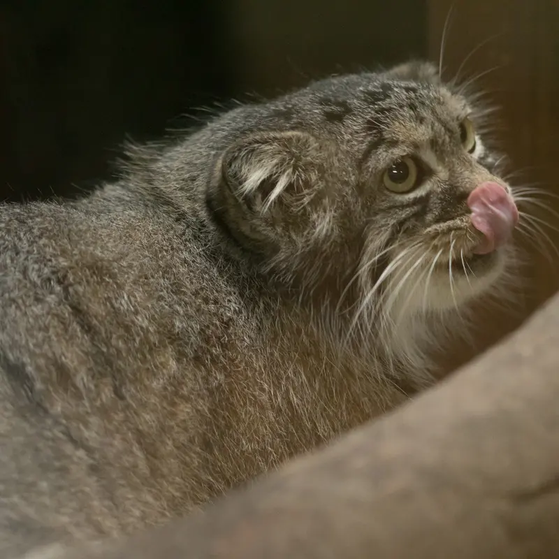 恩賜上野動物園のサフランの写真