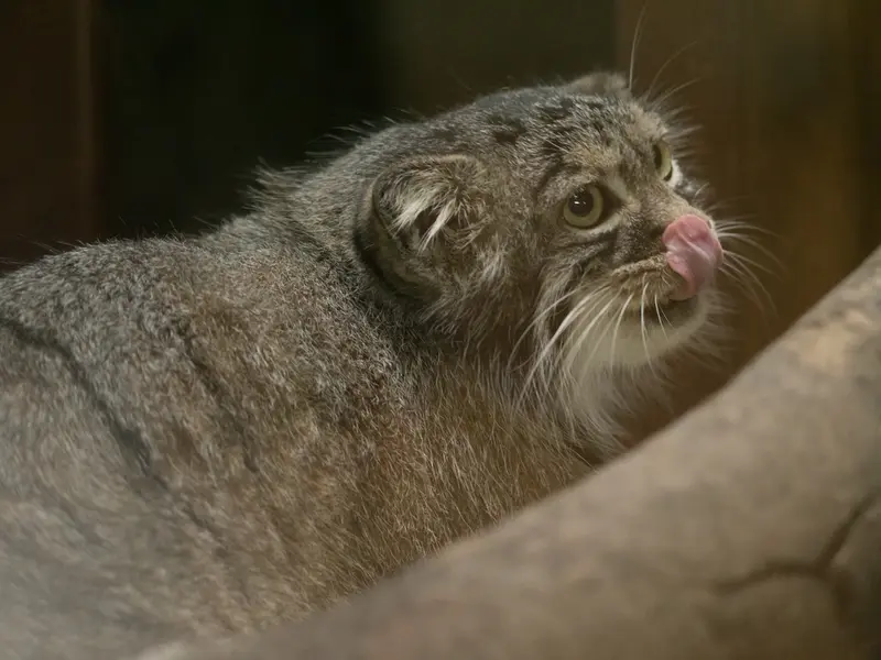 恩賜上野動物園のサフランの写真