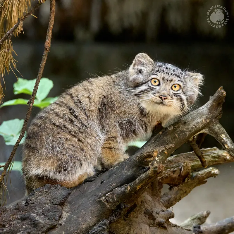 ノヴォシビルスク動物園のイヴの子（2026年生まれ）Ⅰの写真