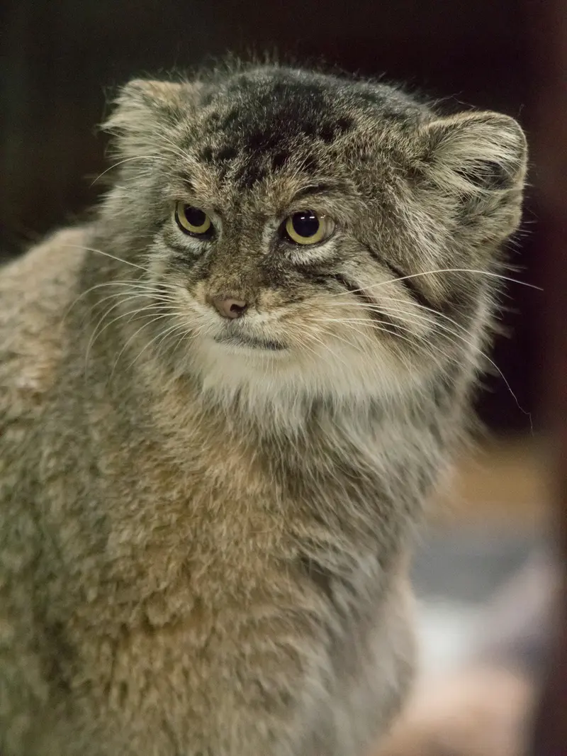 恩賜上野動物園のプリームラの写真