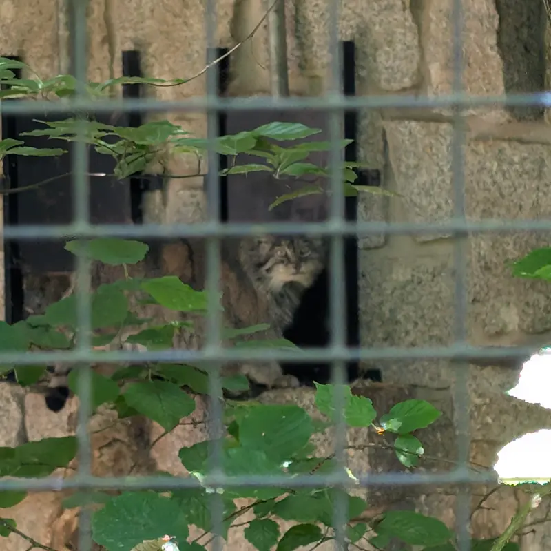 ケムニッツ動物園のペマの写真