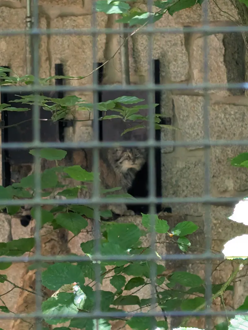 ケムニッツ動物園のペマの写真