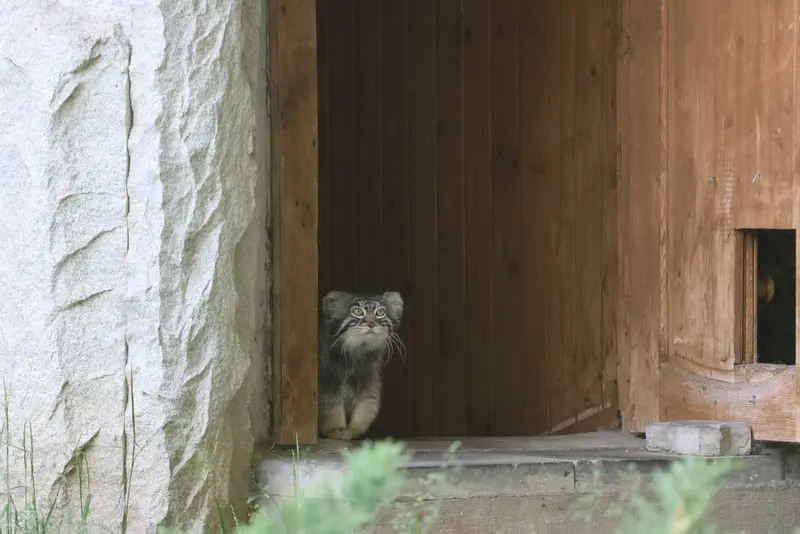モスクワ動物園のティモフェイの写真