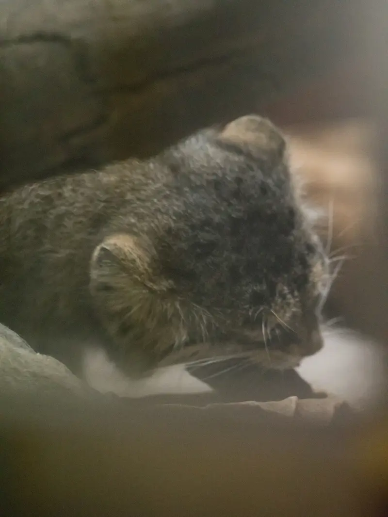 恩賜上野動物園のプリームラの写真