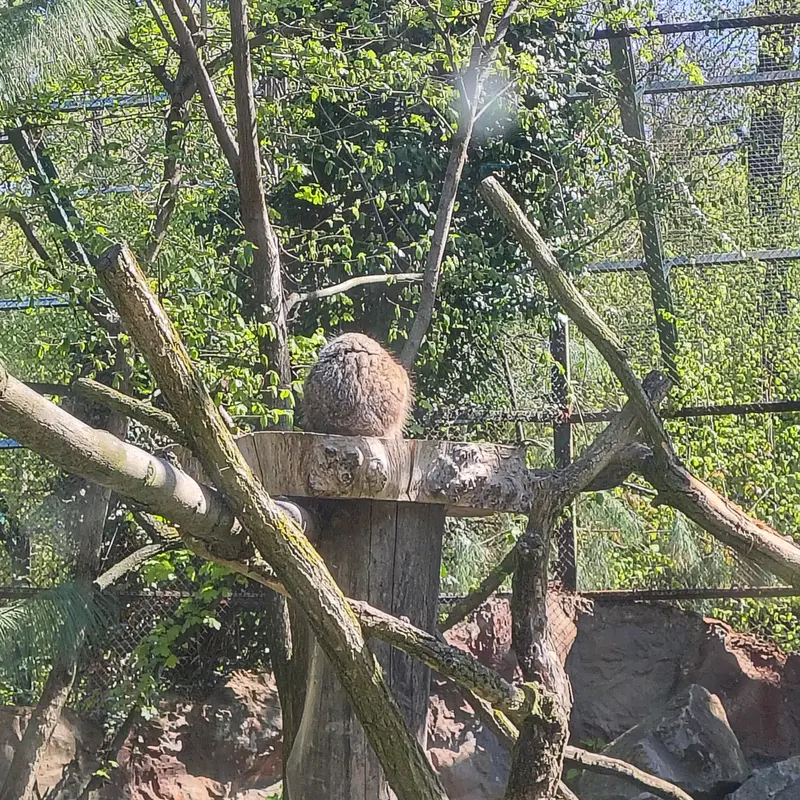 ウッチ動物園のパッツォの写真