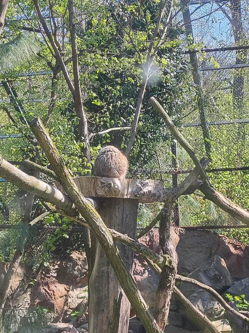ウッチ動物園のパッツォの写真