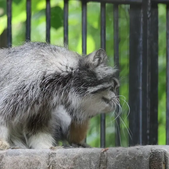 ノヴォシビルスク動物園のマヌルネコの写真