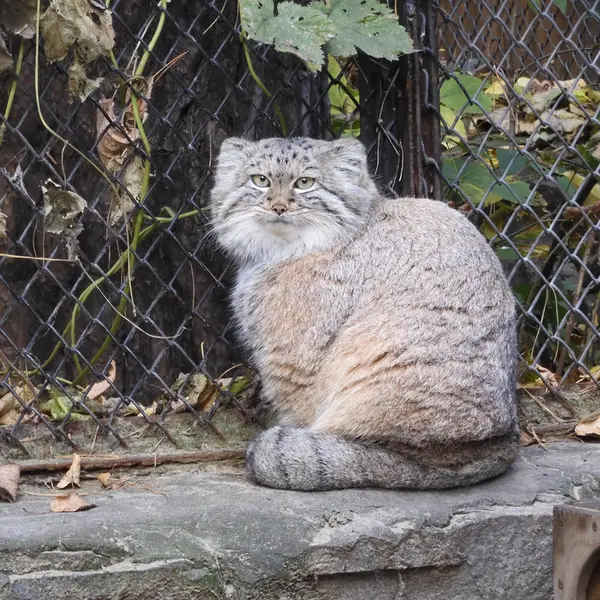 ノヴォシビルスク動物園のスネジャナの写真