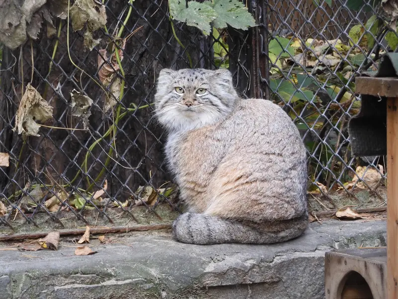 ノヴォシビルスク動物園のスネジャナの写真