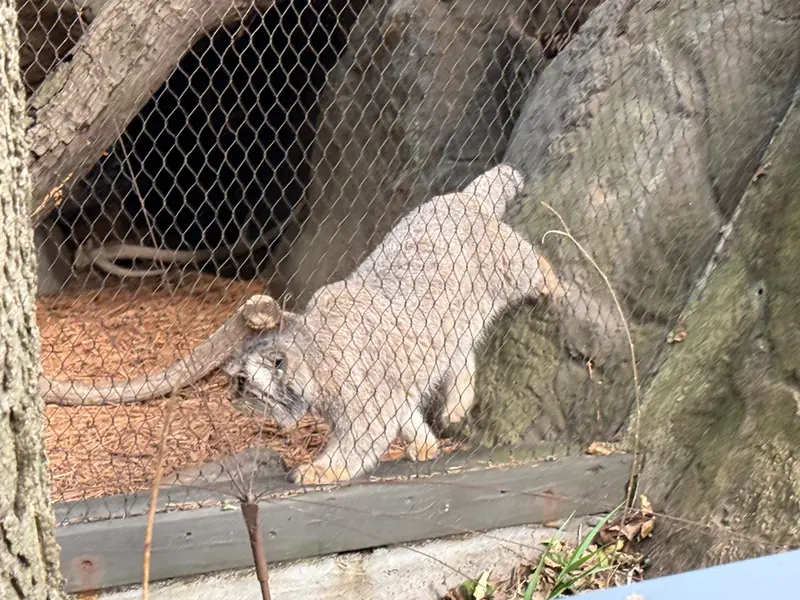 プロスペクト・パーク動物園のサルナイの写真