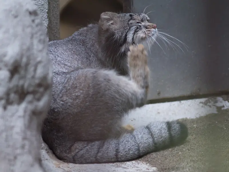 野毛山動物園のフィーガの写真