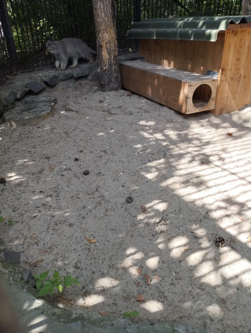 ノヴォシビルスク動物園のマヌルネコの写真