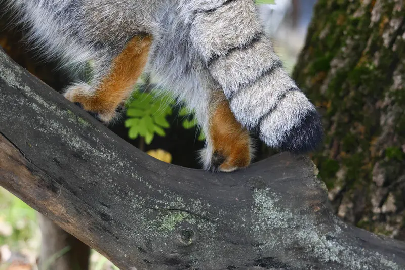 モスクワ動物園のティモフェイの写真