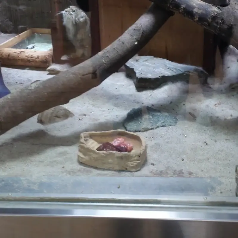恩賜上野動物園のマヌルネコの写真
