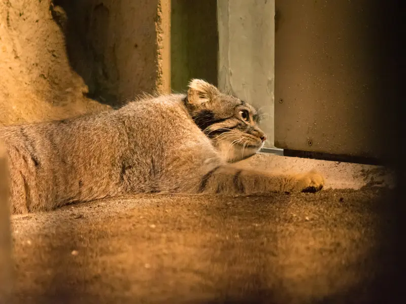 野毛山動物園のフィーガの写真