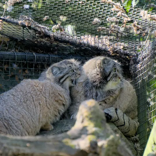 ロッテルダム動物園のノルブとポエスの写真