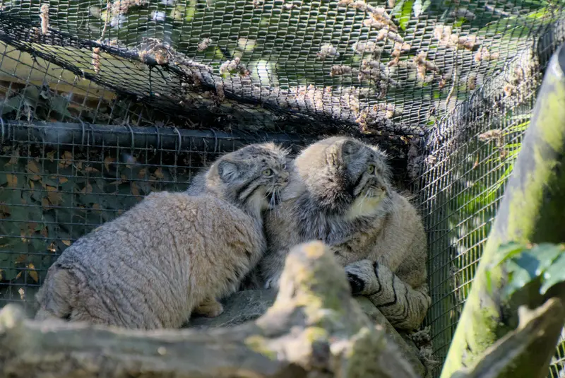 ロッテルダム動物園のノルブとポエスの写真