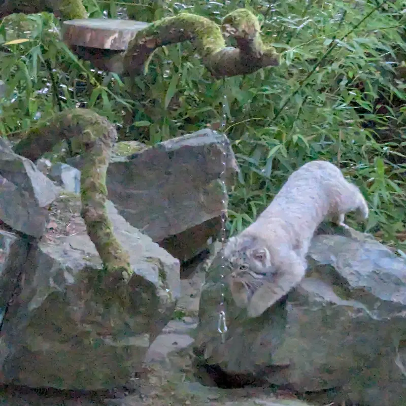 トレゴムール動物園のアルタイの写真