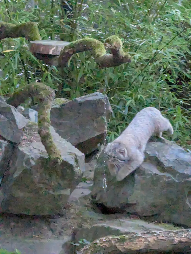 トレゴムール動物園のアルタイの写真