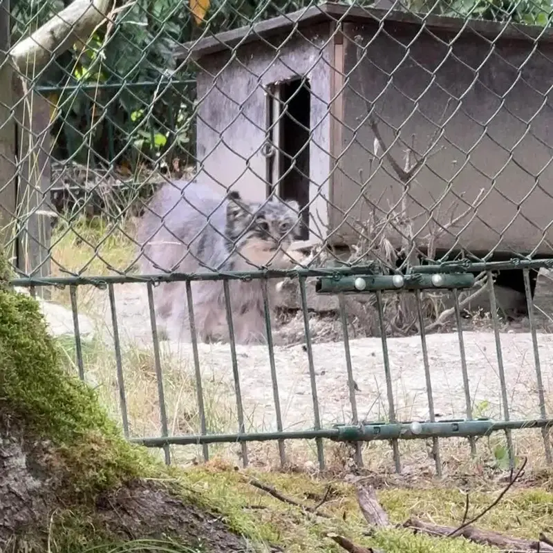 オペル動物園のマヌルネコの写真