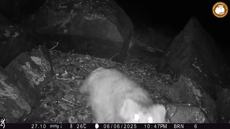 キイクバイカメラトラップで撮影したOtocolobus manul manulの写真